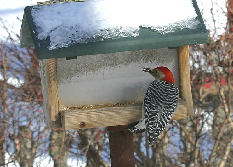 Enjoying the feeder buffet