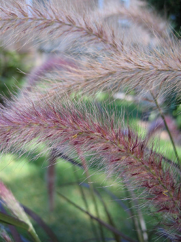 Red fountain grass (annual in our Zone 5a)