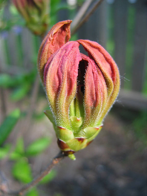 Rhododendron blossom, ready to open