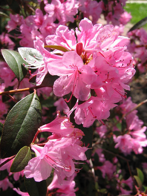 Small pink blossoms on rhododendron