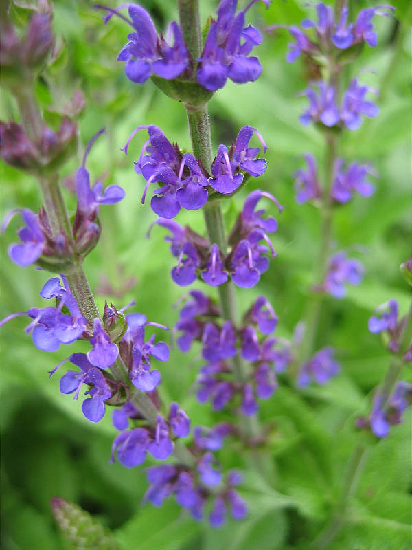 Closeup on salvia blossoms