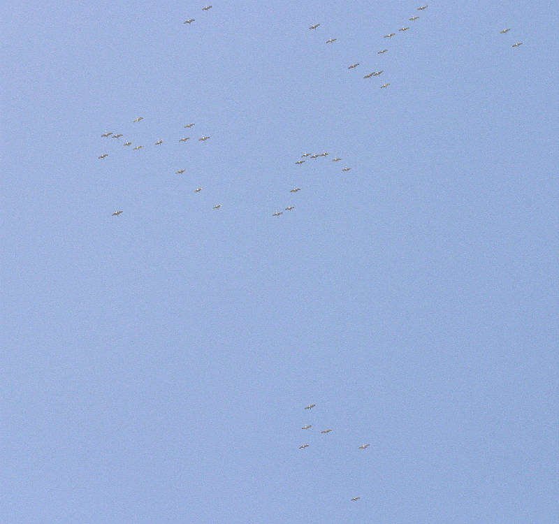 Doesn't look like much, but imagine 10 times (min) of these filling the sky. Remarkable.