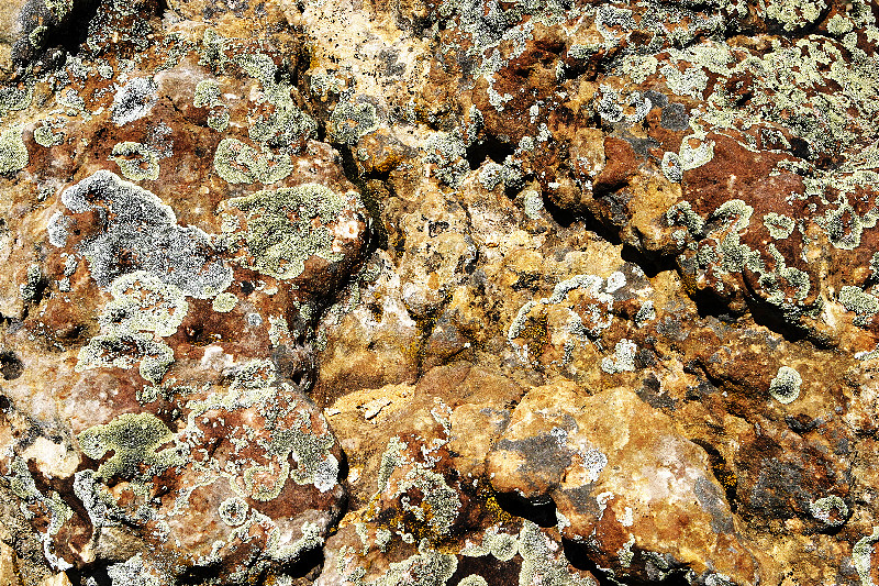 Lichen on Rock