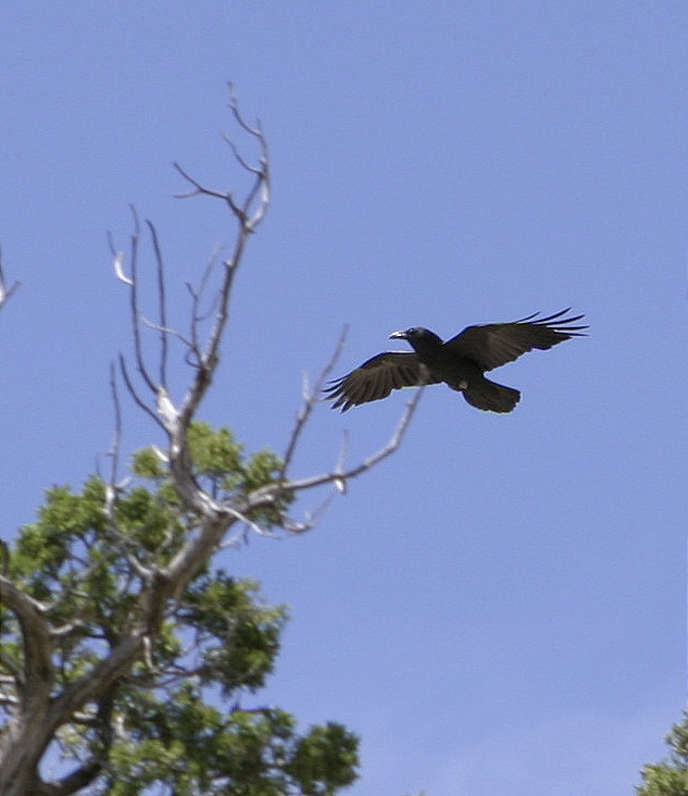 Crows seem to be everywhere in New Mexico