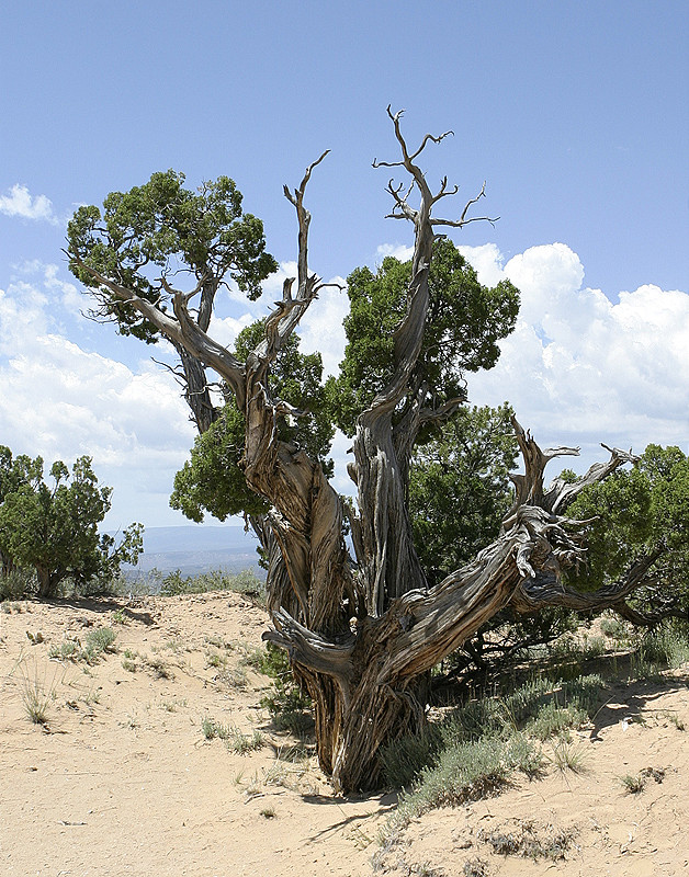 Chimney Rocks, Ghost Ranch, NM