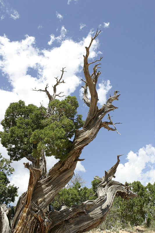 Weathered tree on trail to Chimney Rocks, Ghost Ranch, New Mexico