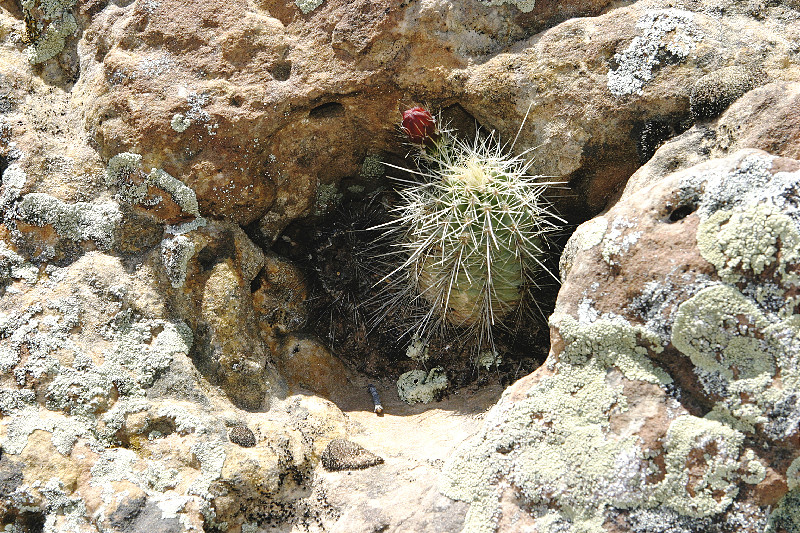 Flowering Catus in Boulder Crevice
