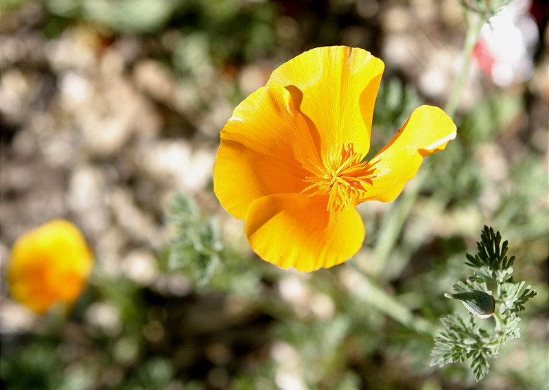 Unknown Flower