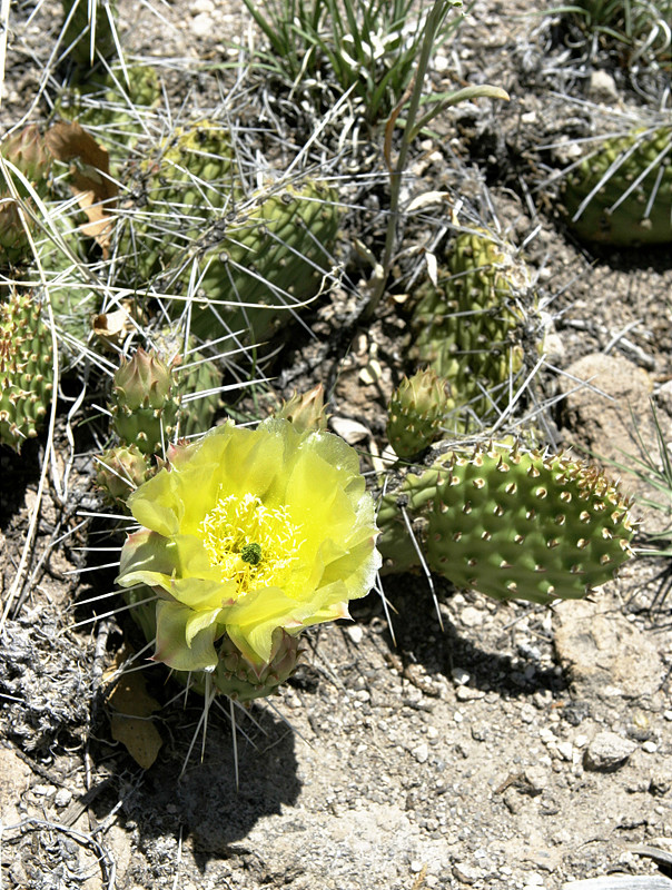 Cactus Flower