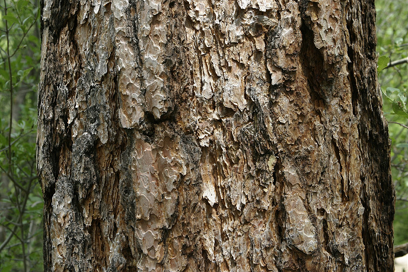 Ponderosa Pine Bark