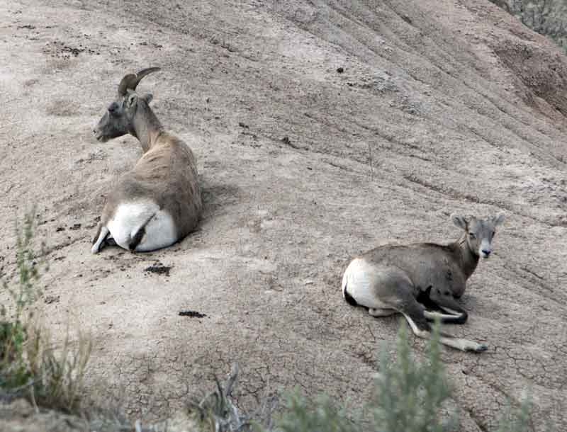 American Antelope - Male and female/child?