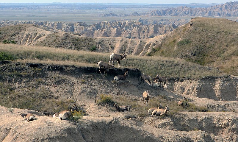 A family of American Antelopes