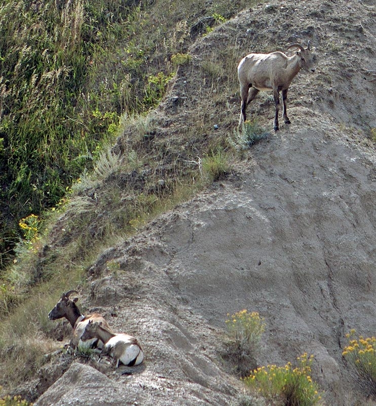 American Antelope