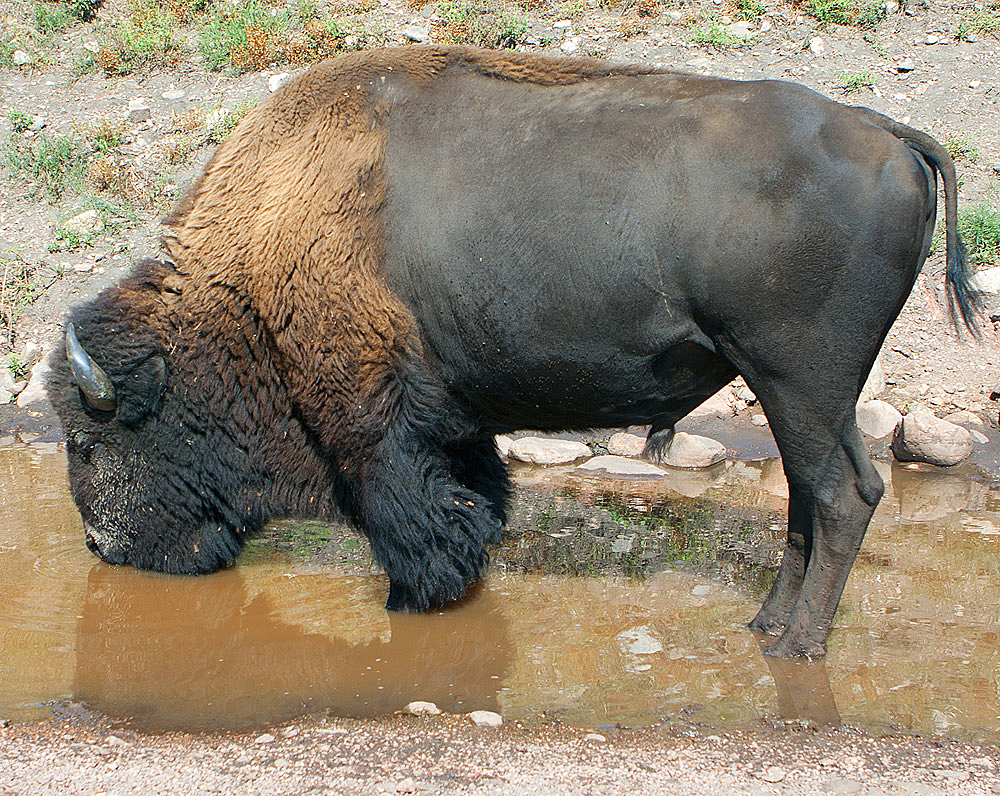 Bison drinking water - about a dozen feet from me