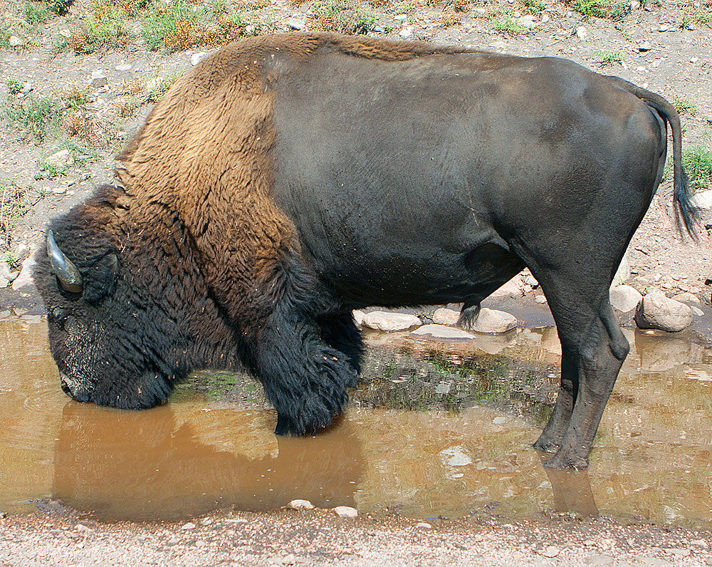 Custer State Park, SD