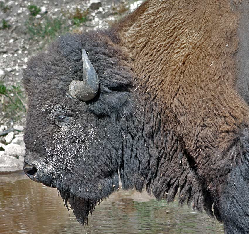 Bison