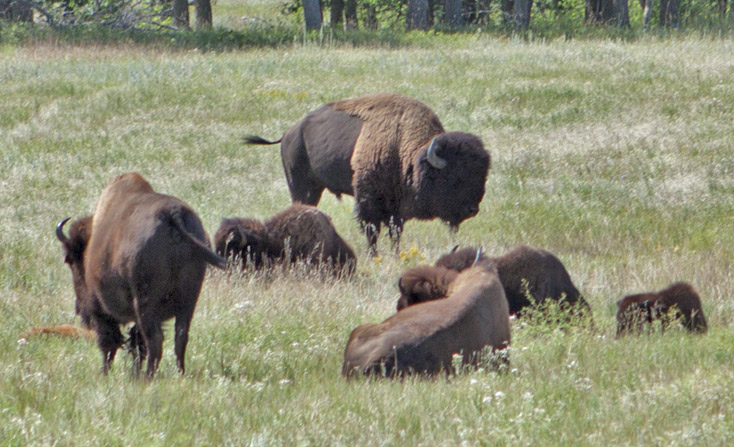 Group of bison