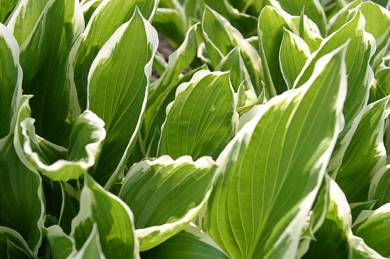 Lotsa hostas