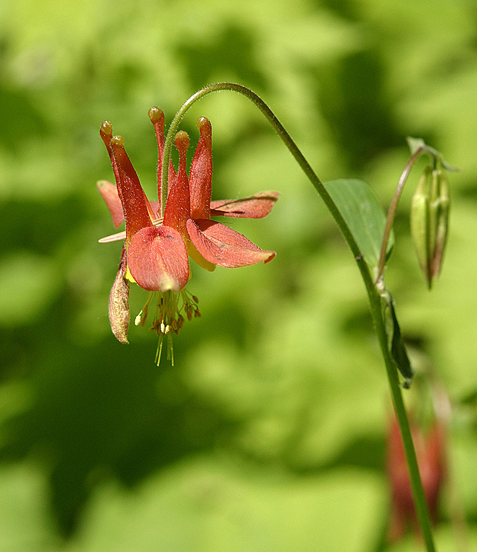 Wild Columbine