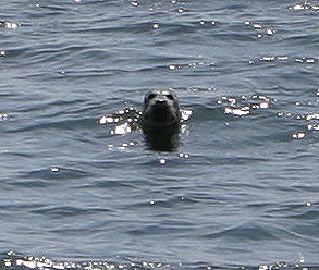 Sea Lion, Looking for a Handout