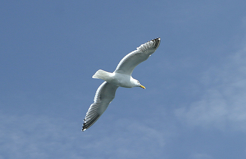 Gull in Flight