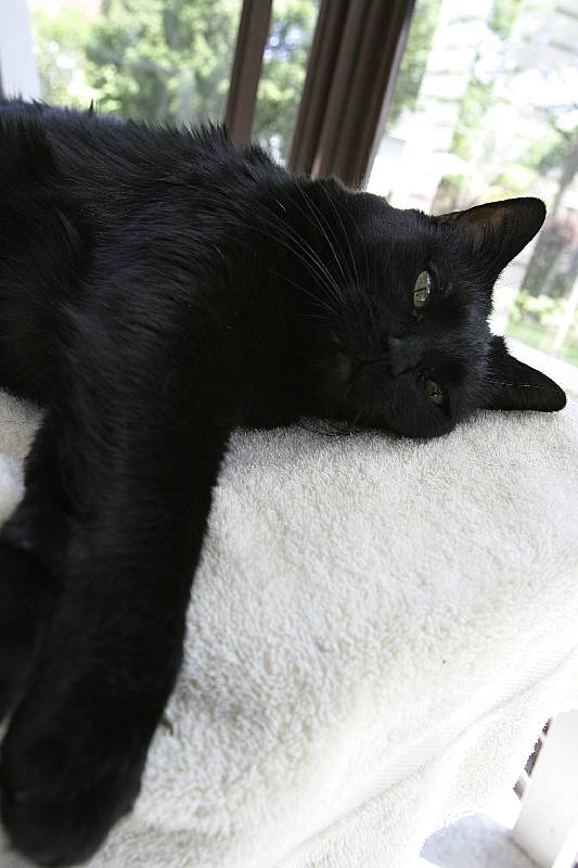 Sleeping in the sunroom