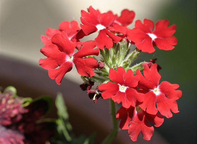 Small Red Flowers