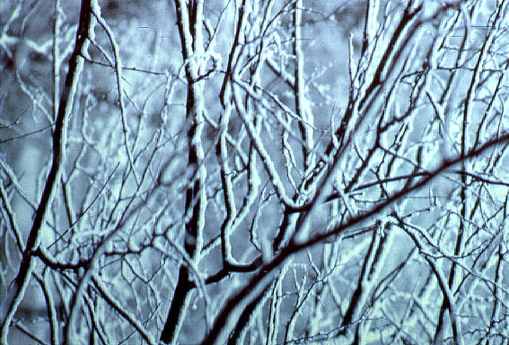 Snow/branches
