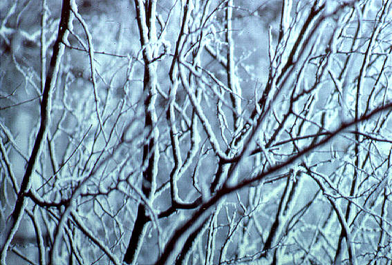 Snow on branches