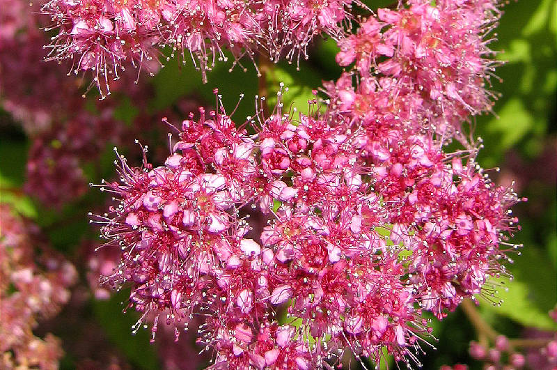 Each flower head is the size of a mustard seed