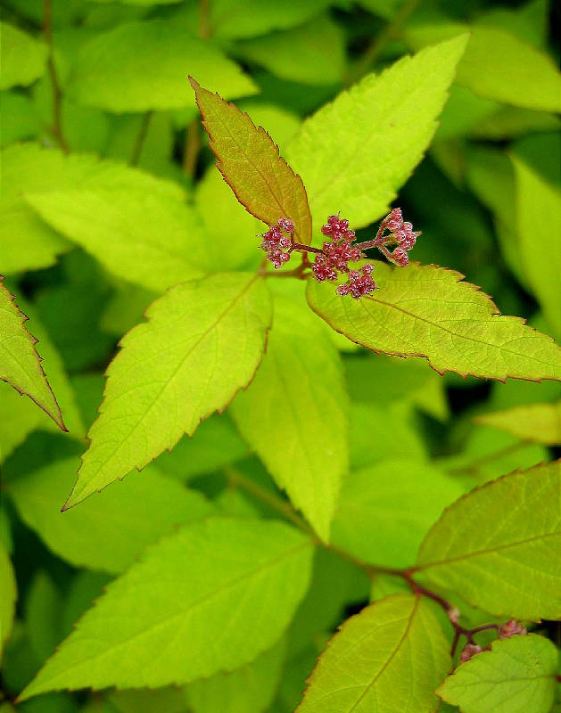 Spring leaves (before they turn lime) and blossoms