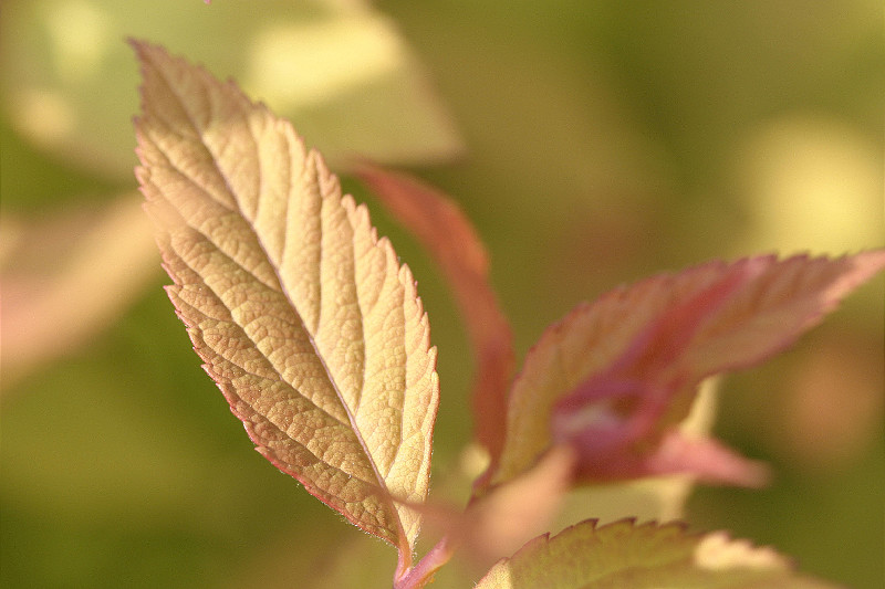 Spirea Leaves, Spring