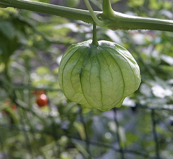 Tomatilla getting ready