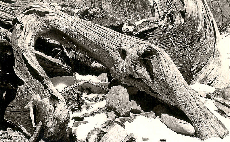 Downed trees, riverside