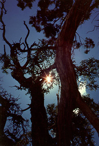 Tree, Grand Canyon, AZ