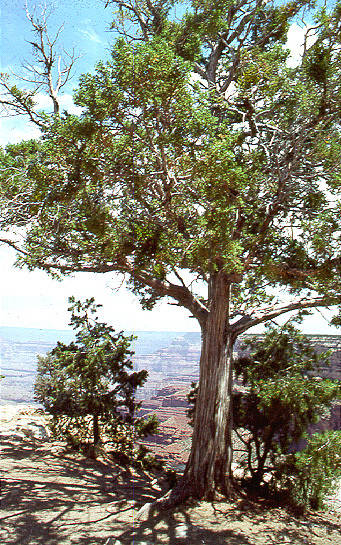 Tree on West Rim, Grand Canyon, AZ