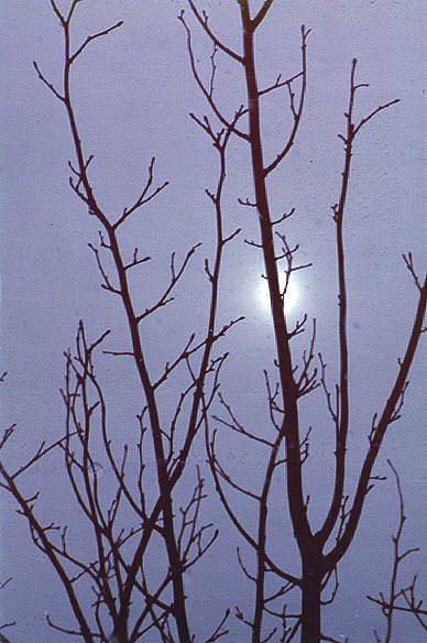 Tree, snowy skies