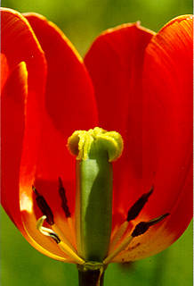 A peek inside a tulip