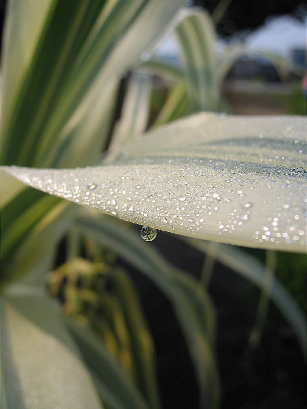 Late morning dew on reed grass