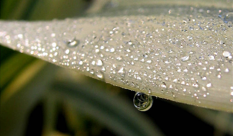 Dew, reed grass