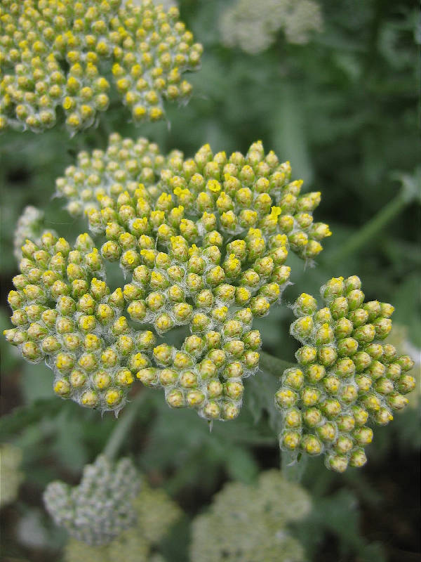 Yellow yarrow buds a day or so from opening.