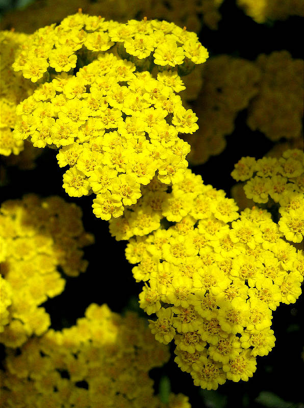 Yarrow blossoms