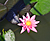 Water Lily