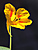 Nasturtium blossom