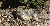 Ground Squirrel, Logan Pass