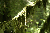 Moss-Draped Branches - Mount Rainier National Park