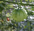 Tomatilla getting ready