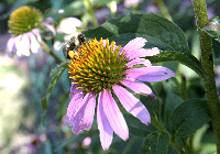 Bee/Coneflower