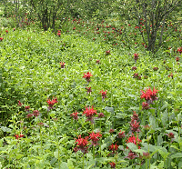 A sea of bee balm (<i>Monarda</i>)