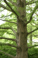 Cypress Trunk - Feels Like the Pacific NW